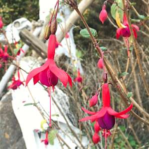 Lots of flowers and humming birds.