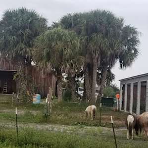 Little ponies