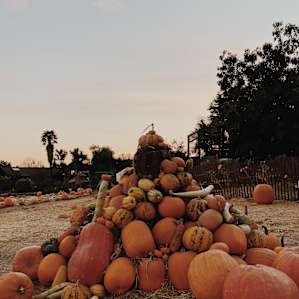 Post Halloween pumpkin pile-up! Lori let us take a squash to cook up at home.