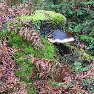 Fungus galore. So much fun seeking it out!