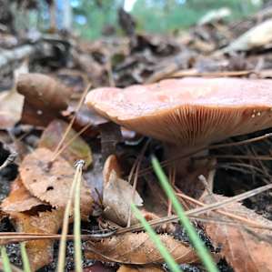 Tons of fungi, please be gentle