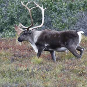 Caribou on the drive out to Wonder Lake