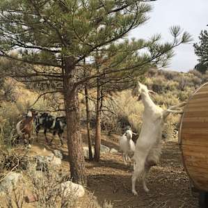 16' Airstream on Goat Ranch