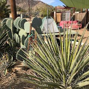 Beautiful cactus