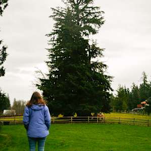 The view of the mountains is beautiful right from the campsite! and horses too!