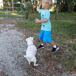 Looking for the miniature horses :)