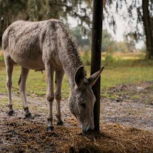 Their donkey was one of my favorites...