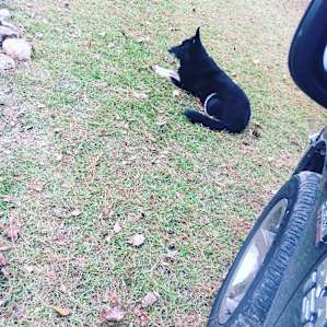 The extremely friendly dogs that came to greet us.
