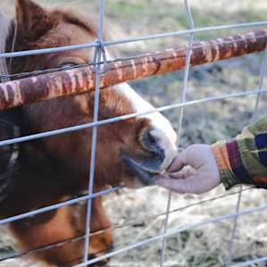 These miniature horses were so friendly and cute!