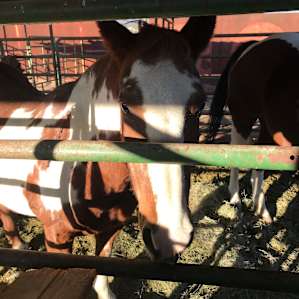 Snack time with horses