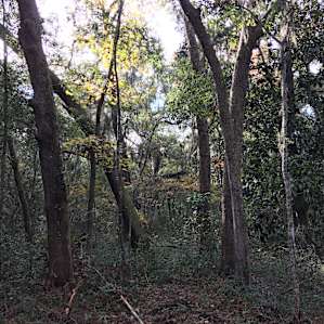 Woods behind campsite