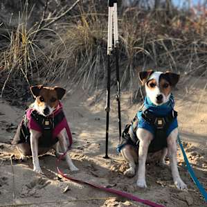 Le Château de Chien Saves Dogs