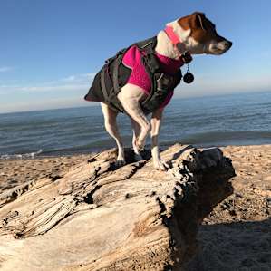 Le Château de Chien Saves Dogs