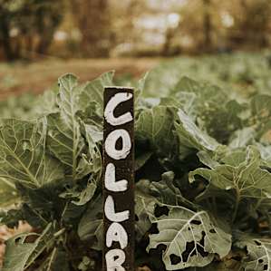 food farm veggies