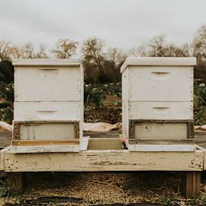 Support local bees! Pop-in to the onsite store and snag some local honey.