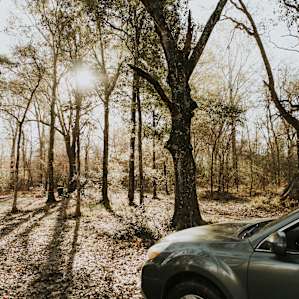 forest fall