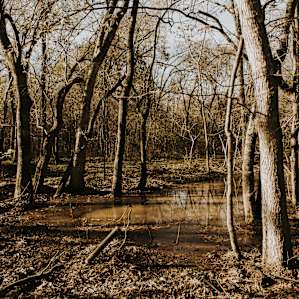 In the wet season, you'll probably find standing water back in the trees. It's beautiful and fun to explore.