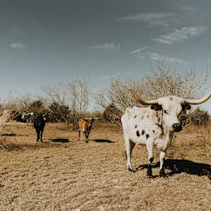 The cows were very curious and started walking towards us on our arrival. They were gentle and didn't come too close, and when they realized we were just hanging out they went back to eating and sleeping.