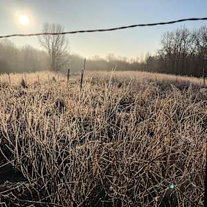Frost covered field