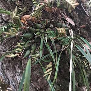 Native orchid.