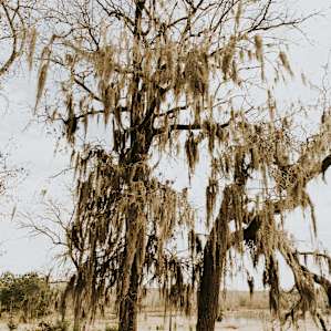 Beautiful Spanish moss greats you at your arrival.