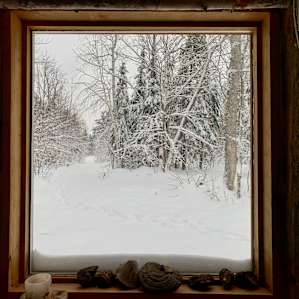 Magic window to the woods