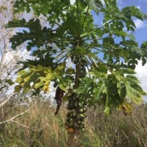 Cool tree we saw on the trail on the property.