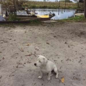 Doggo Hunter