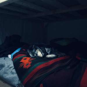 Snuggly pup warm&toasty