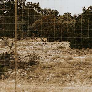 Make sure to look for the wildlife on the local exotic ranch.