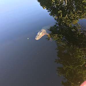 Everglades Hide Away