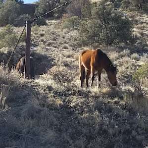 Wild mustangs everywhere!