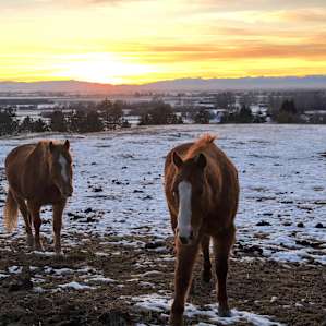 Horses just outside the cabin with the town of Bozeman in the background