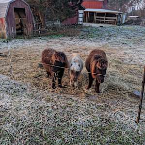 Bright Star Farm