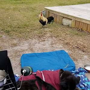 Rooster is trying to steal our dog's food.