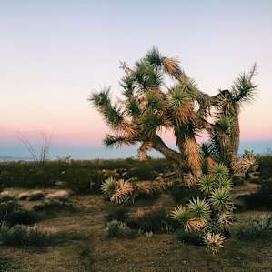 Trinity Acres