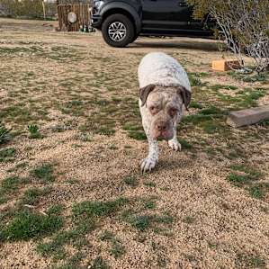 CAMP COYOTE ACRES