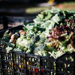Produce scraps from local grocery stores for the animals!