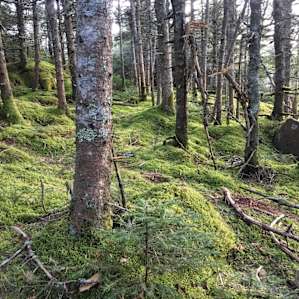 On the Franconia Ridge Loop Trail!