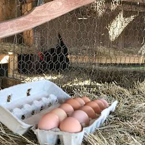 Get some eggs before you go