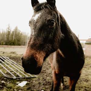horse animal