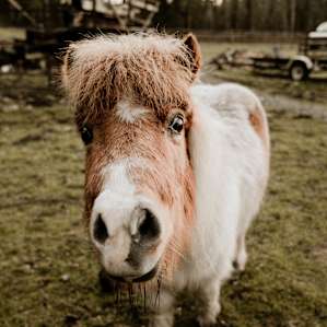 animal pony