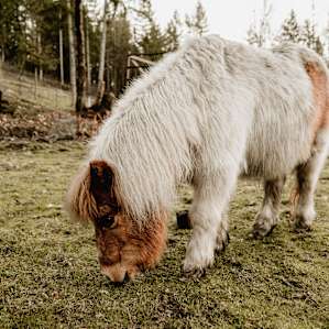 animal pony