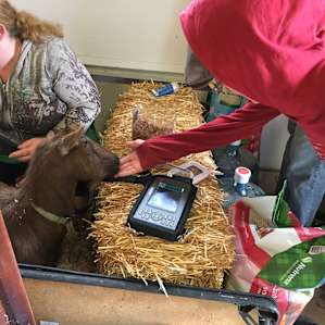 Mommy goats after ultrasound.