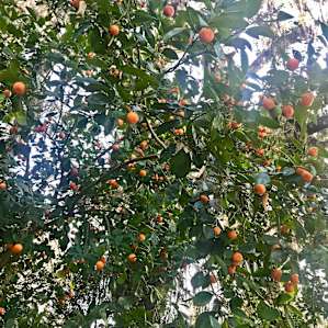 So many citrus trees!