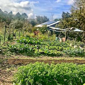 Amazing garden
