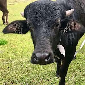 Water buffaloes