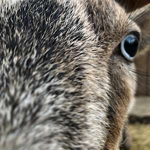 Goat House Farm Camping