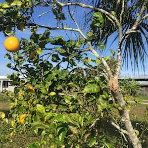 Beautiful Florida Horse Country