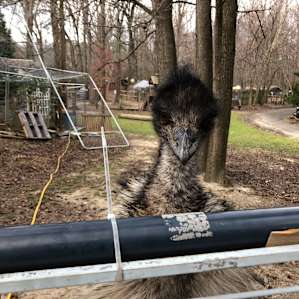 Animal Ed.ventures Sanctuary